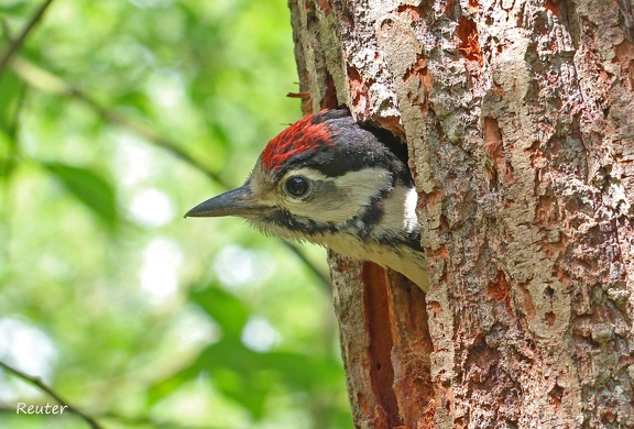 Buntspecht (Dendrocopos major)